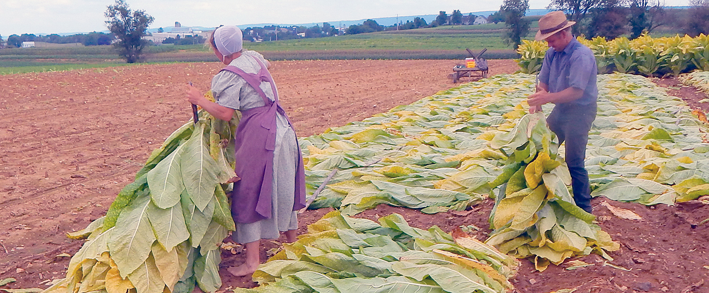 Tobacco Harvest in Lancaster County Garden Spot Village