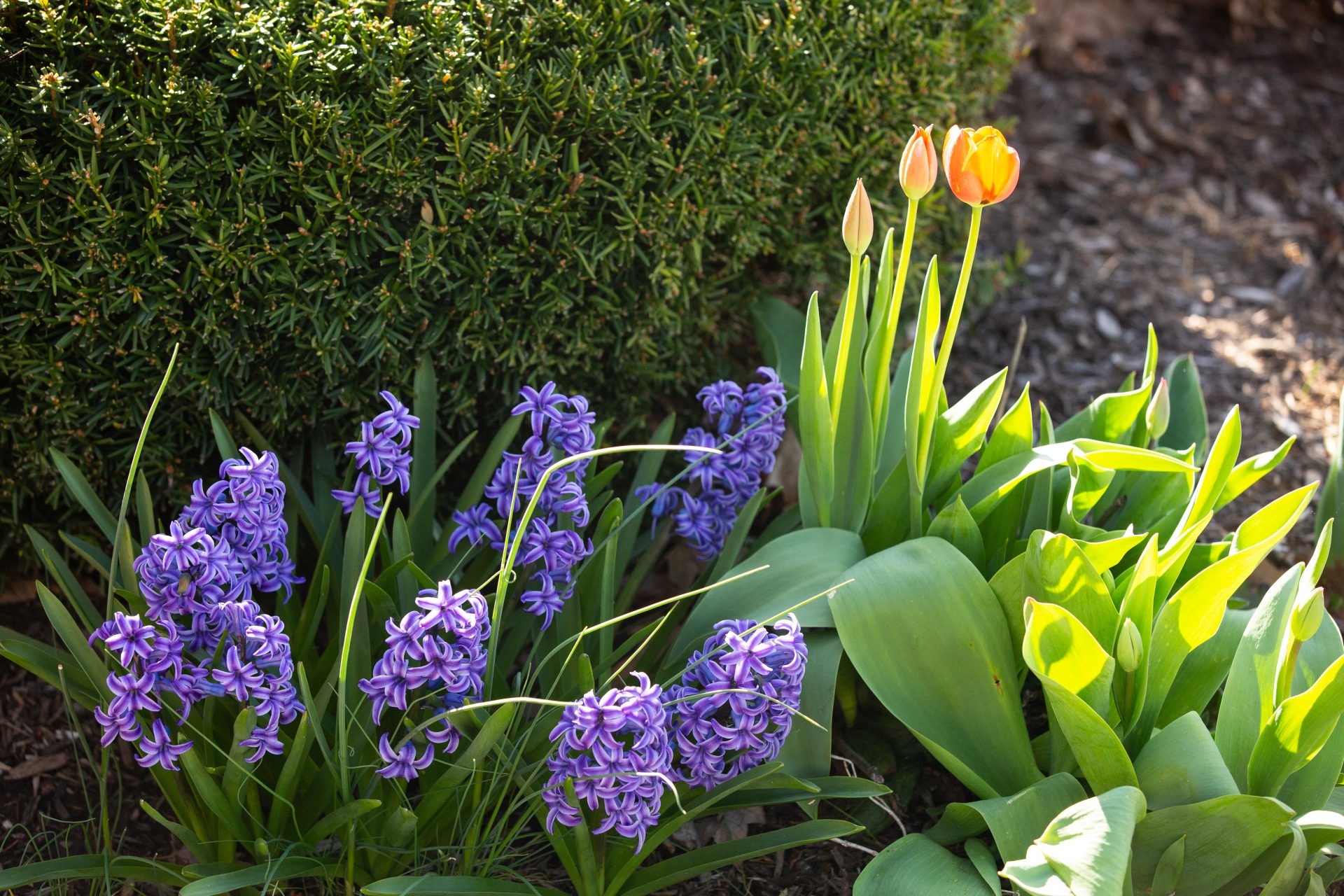 purple flowers and yellow tulips in a garden